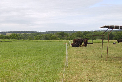 Cattle Chat: Ways to extend the grazing season 
